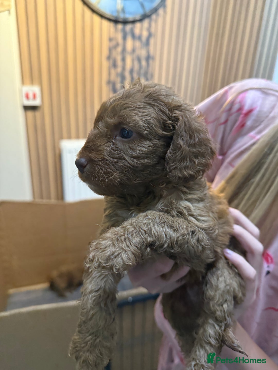 Cockapoo dogs for sale: Beautiful F2 Cockapoo Puppies - Image 5