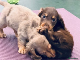 Miniature Dachshund dogs PRA 🏆Clear Champion 🏆Long Haired Puppies - Advert 6