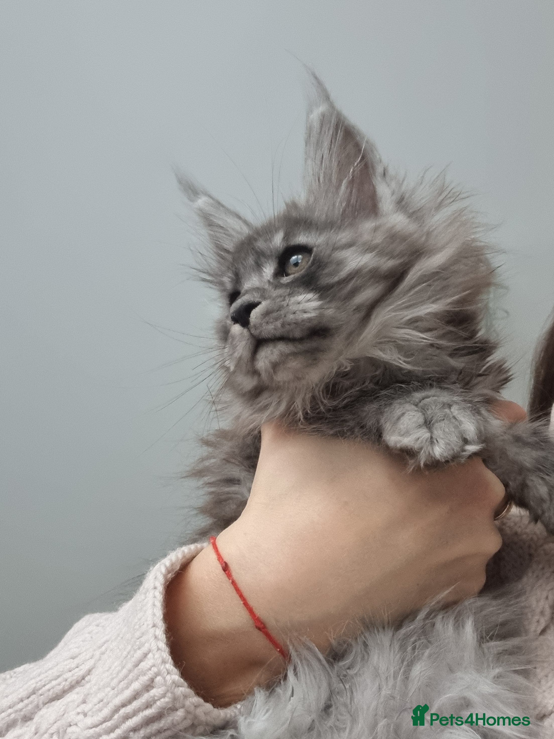 Maine Coon cats Purebred King Size Maine Coon kittens  - Advert 13