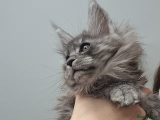 Maine Coon cats Purebred King Size Maine Coon kittens - Advert 6