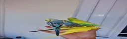 Budgerigars birds for sale: Super silly hand tamed baby budgies  - Advert 15