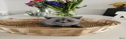 British Shorthair cats for sale: 🐾 🥰 British Shorthair Kittens 🥰🐾 - Advert 15