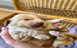 Cockapoo dogs for sale: F1B cockapoo - Advert 5