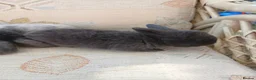 Netherland Dwarf rabbits for sale: Netherland dwarfs - Advert 4