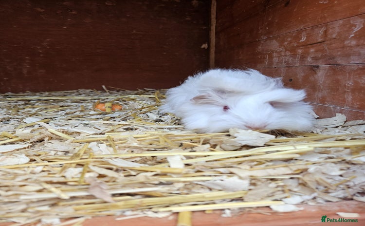 Guinea Pig rodents - Advert 2