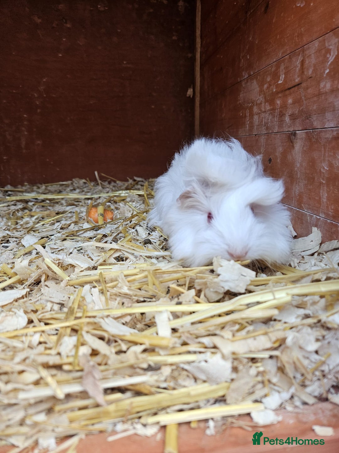 Guinea Pig rodents for sale: 3 boys left - Image 1