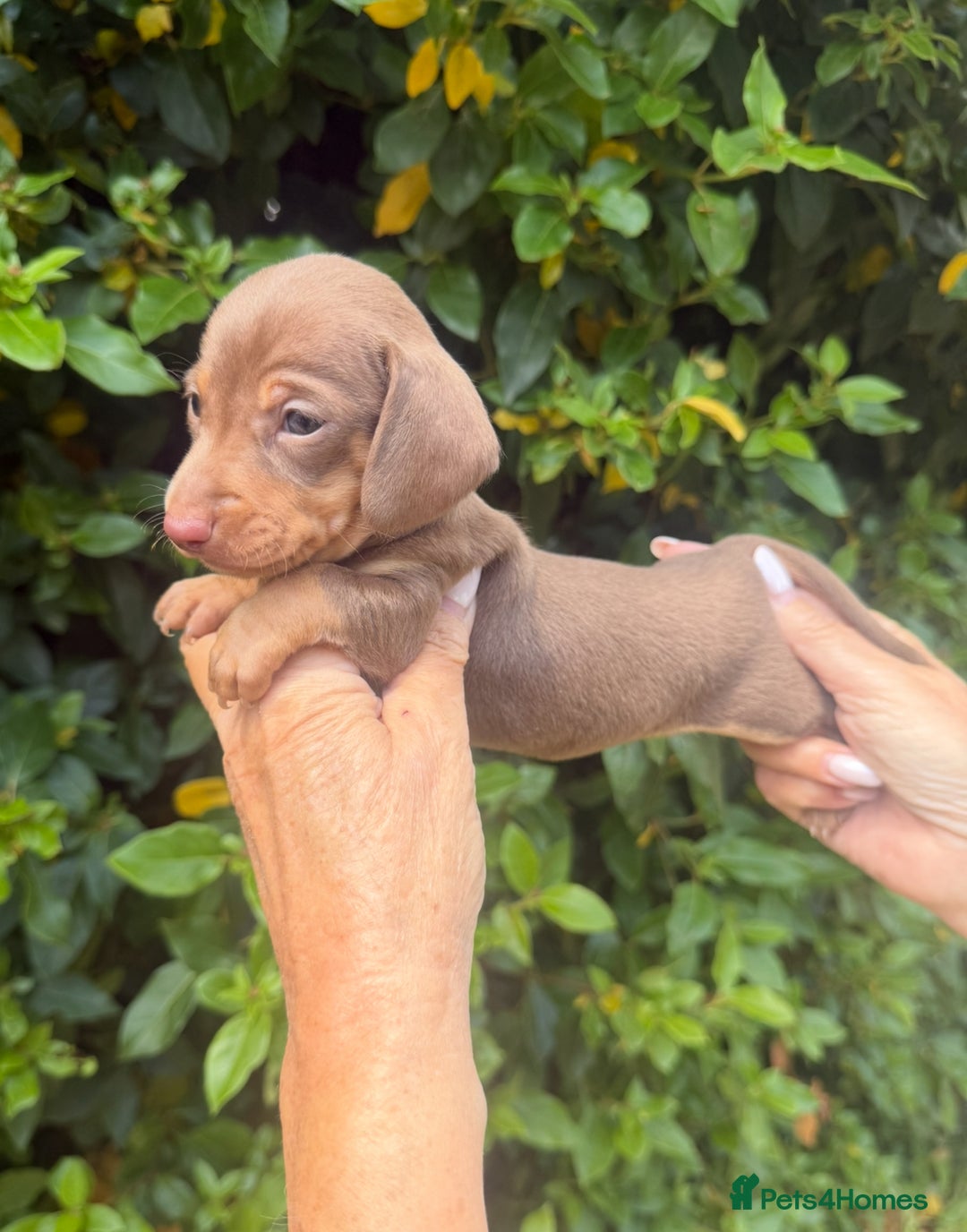 Miniature Dachshund dogs for sale: Kennel Club Miniature Dachshunds - Image 13