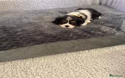 Cavalier King Charles Spaniel dogs for sale: Cavalier King Charles  - Image 2