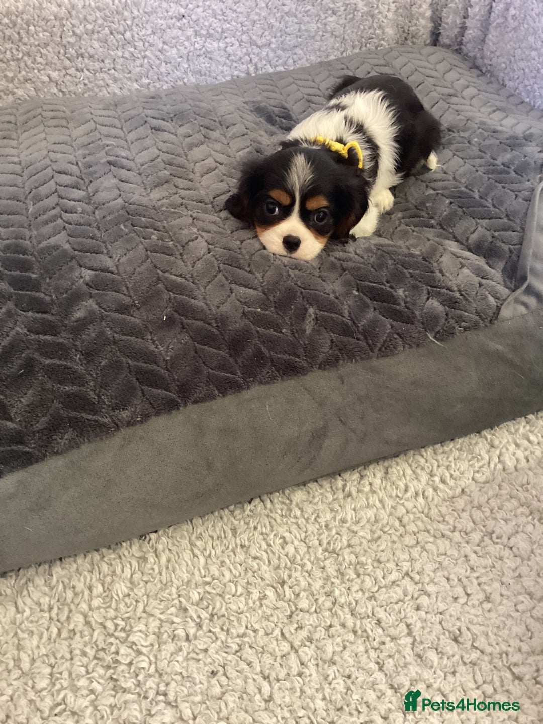 Cavalier King Charles Spaniel dogs for sale: Cavalier King Charles  - Image 2