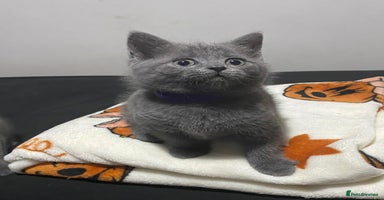 British Shorthair cats - Advert 8