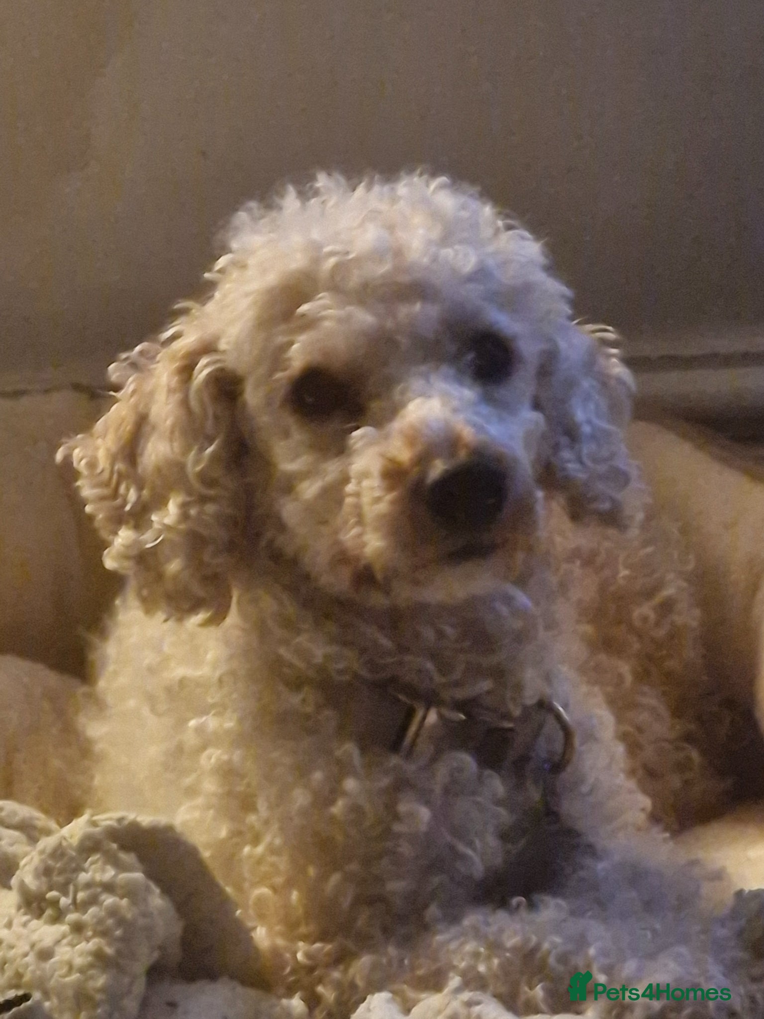 Mixed Breed dogs Poodle puppies for sale - Advert 1