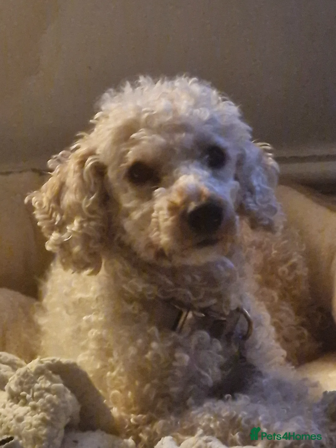 Mixed Breed dogs for sale: Poodle puppies for sale - Advert 1