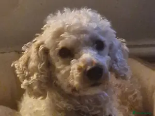 Mixed Breed dogs Poodle puppies for sale - Advert 1