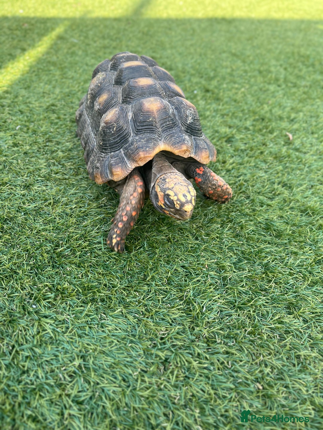 Tortoise reptiles for sale: Female Red Footed Tortoise  - Image 2