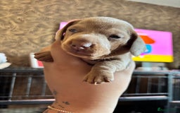 Miniature Dachshund dogs for sale: F Isabelle dapple Mini Dachshund   - Image 3