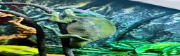Chameleon reptiles for sale: Guardian The Chameleon in Llanfairpwllgwyngyll - Advert 4
