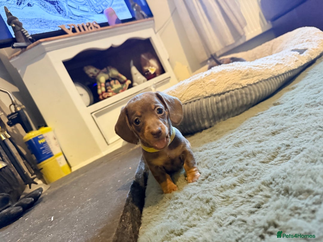 Miniature Dachshund dogs for sale: 3 girls Left Miniature Dachshund chocolate & tan - Advert 10