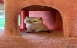 British Longhair cats for sale: TOP QUALITY BRITISH LONG HAIR KITTEN BOY  - Image 5