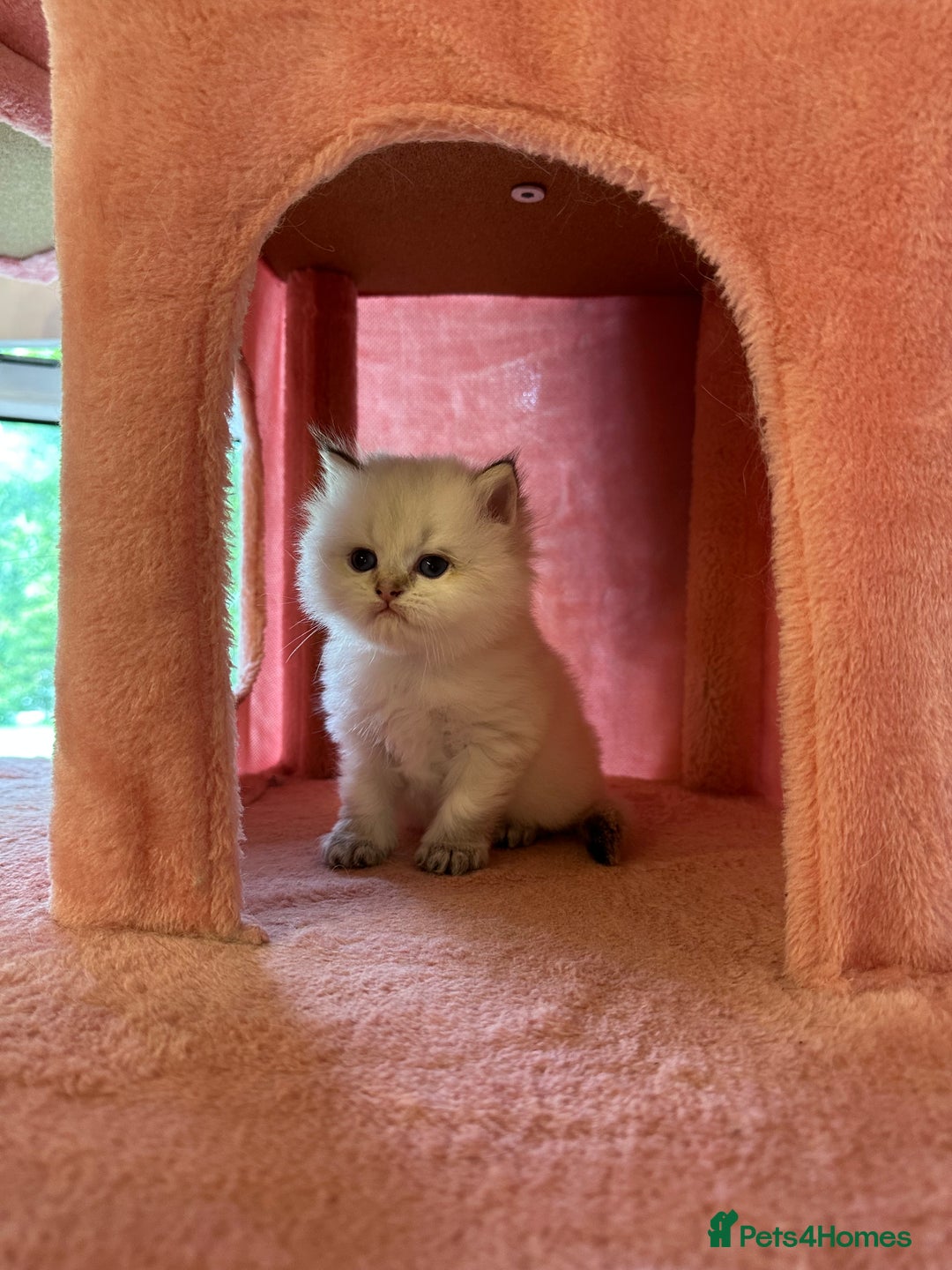 British Longhair cats for sale: TOP QUALITY BRITISH LONG HAIR KITTEN BOY  - Image 5
