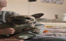 French Bulldog dogs for sale: GOLDEN French Bulldog  - Image 1