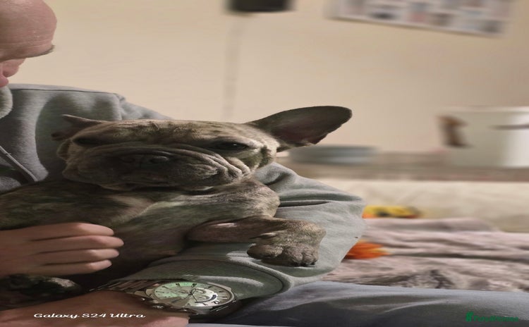 French Bulldog dogs - Advert 8