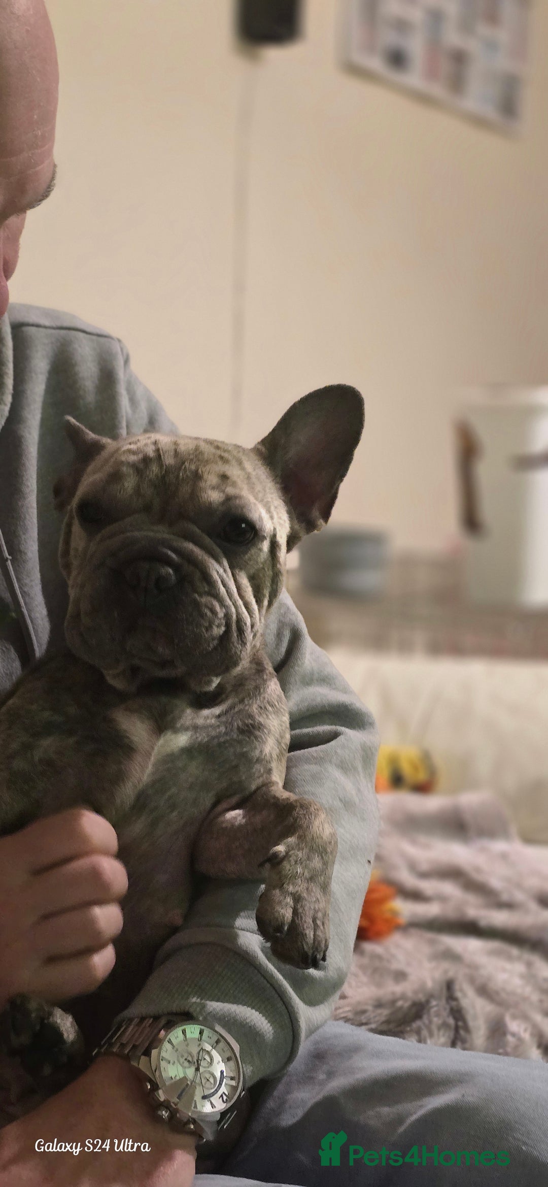 French Bulldog dogs for sale: GOLDEN French Bulldog  - Image 1