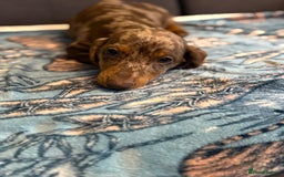 Dachshund dogs for sale: SOLD OUT! Thank you very much!!! Lovely Dachshunds - Advert 24
