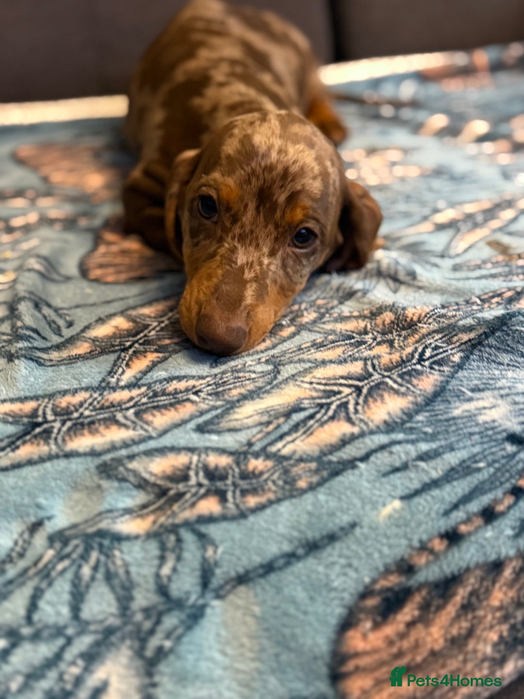 Dachshund dogs for sale: SOLD OUT! Thank you very much!!! Lovely Dachshunds - Advert 24