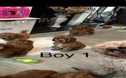 Cavapoo dogs for sale: Cavapoo pups ready to leave, forever homes only - Image 8