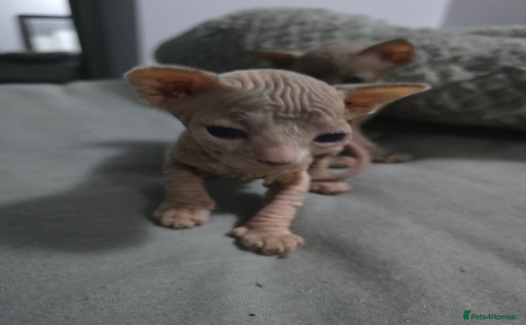 Sphynx cats - Advert 2