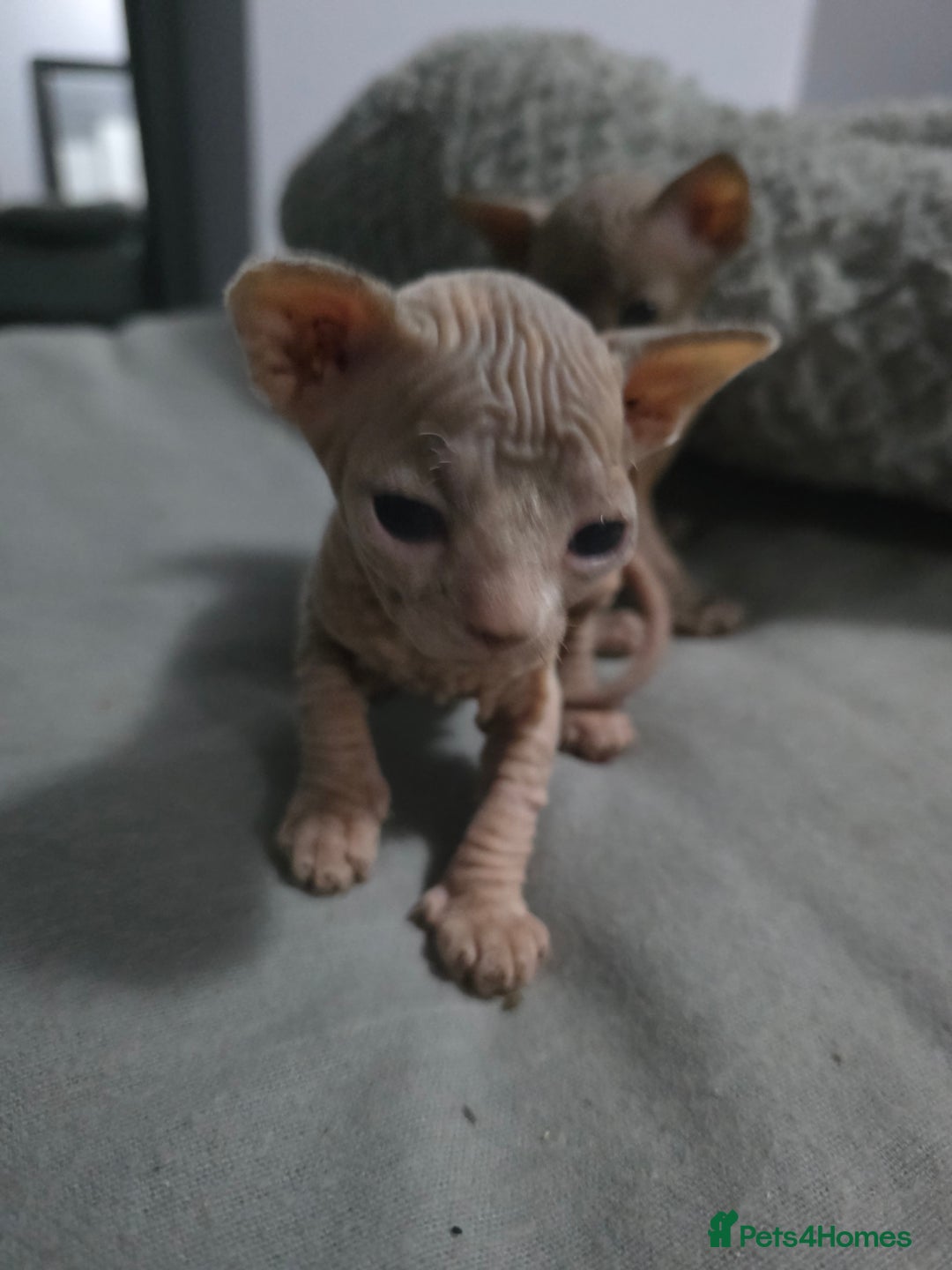 Sphynx cats for sale: 3 beautiful sphynx kittens  - Image 1