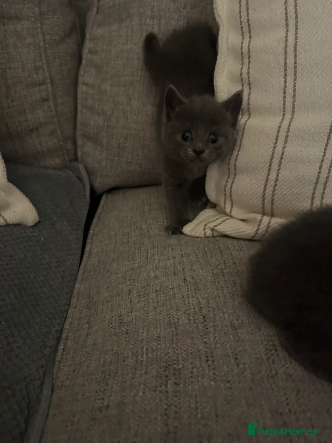British Shorthair cats for sale: Grey british shorthair kitten - Advert 2