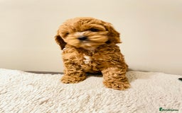 Cockapoo dogs for sale: Toy Yankee doodles American cockapoo - Image 10