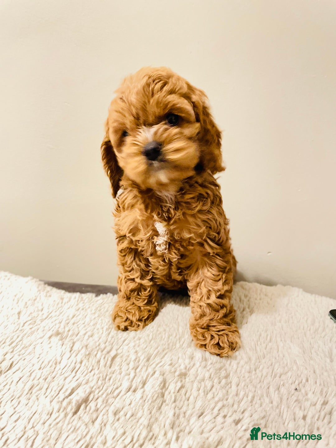 Cockapoo dogs for sale: Toy Yankee doodles American cockapoo - Image 10