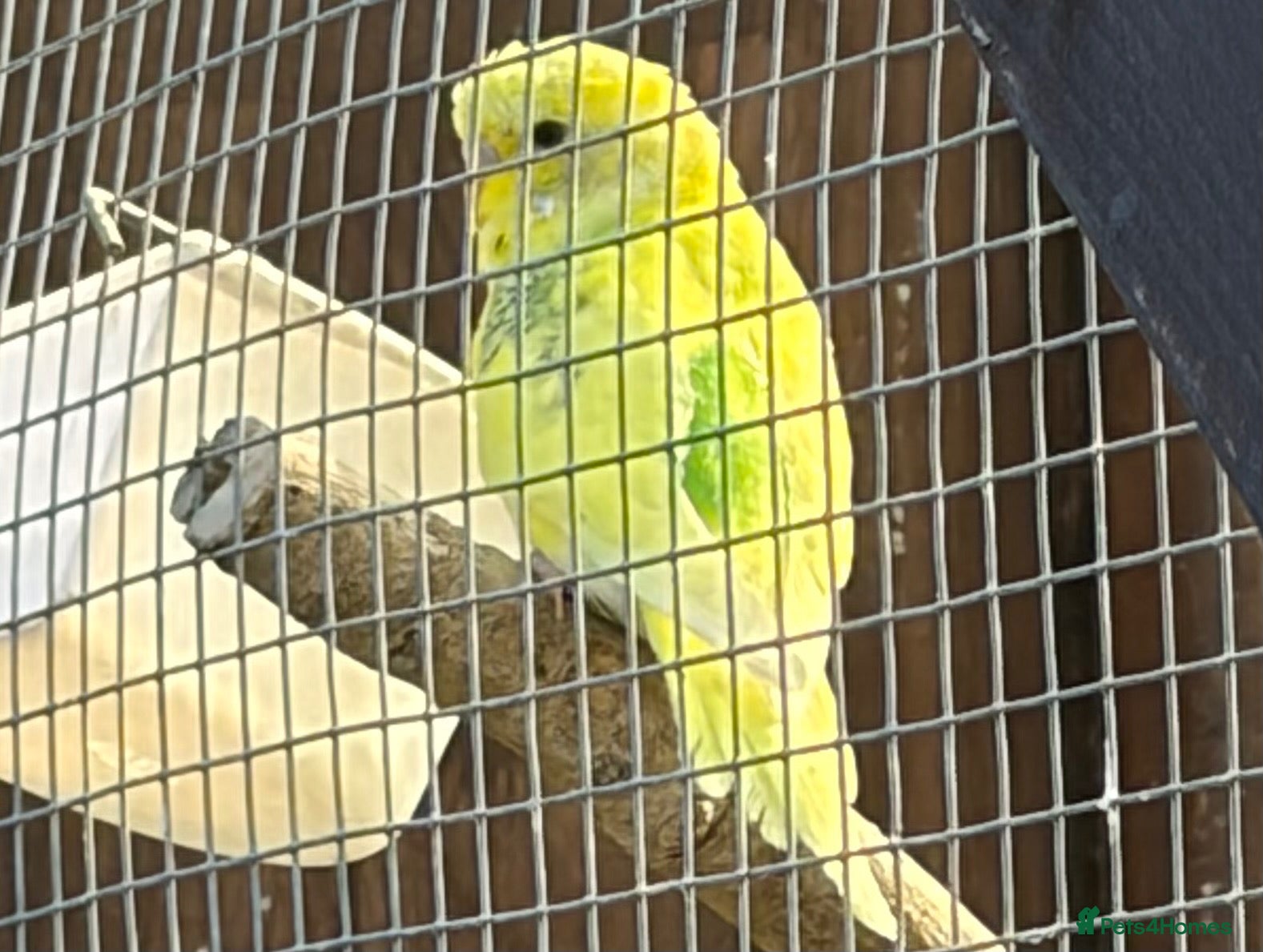 Budgerigars birds This years Budgies 3-6 months Male & Female - Advert 2