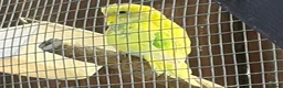 Budgerigars birds for sale: This years Budgies 3-6 months Male & Female - Advert 2