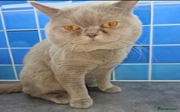 British Shorthair cats for stud: Lilac Stud GCCF Active - Image 13