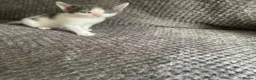Domestic Shorthair cats for sale: Gorgeous Grey and White Kittens For Sale - Advert 16