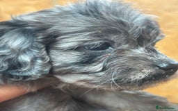 Cavapoo dogs for sale: Cavapoo puppies  in Preston - Image 3