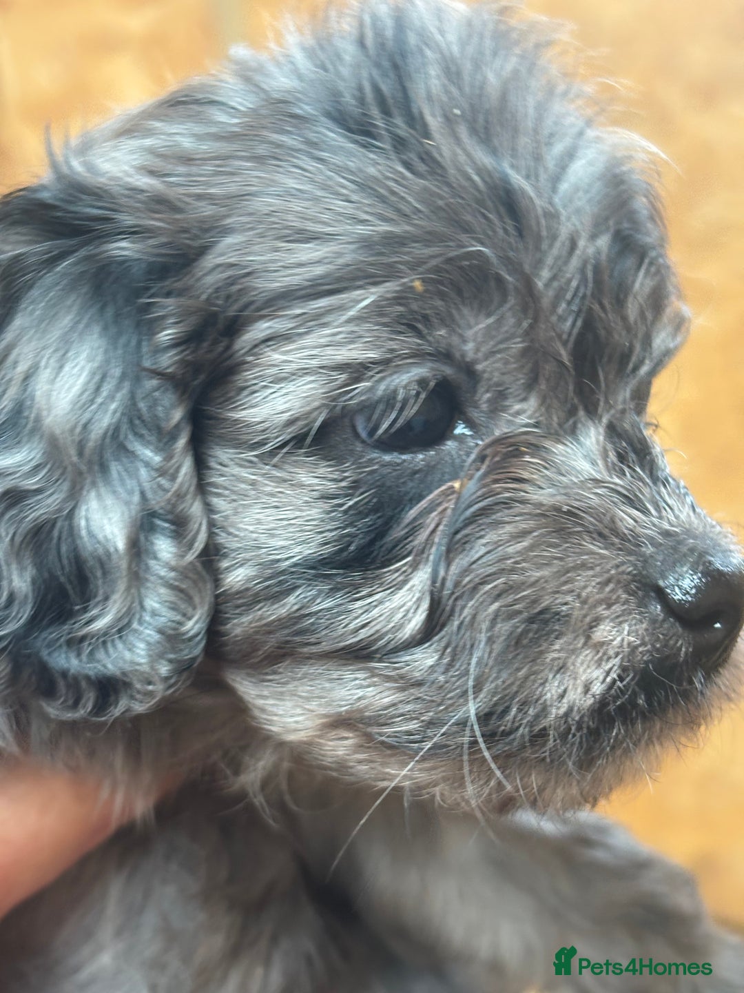 Cavapoo dogs for sale: Cavapoo puppies  in Preston - Image 3