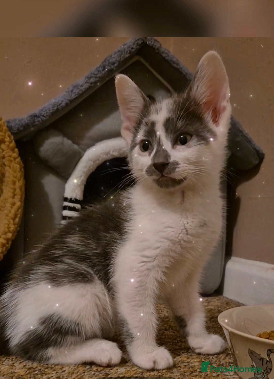 Ragdoll cats for sale: Ragdoll Cross Kitten  - Advert 1