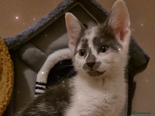 Ragdoll cats Ragdoll Cross Kitten - Advert 1