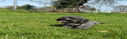 Cockapoo dogs for sale: Cockapoo  in Tidworth - Advert 3