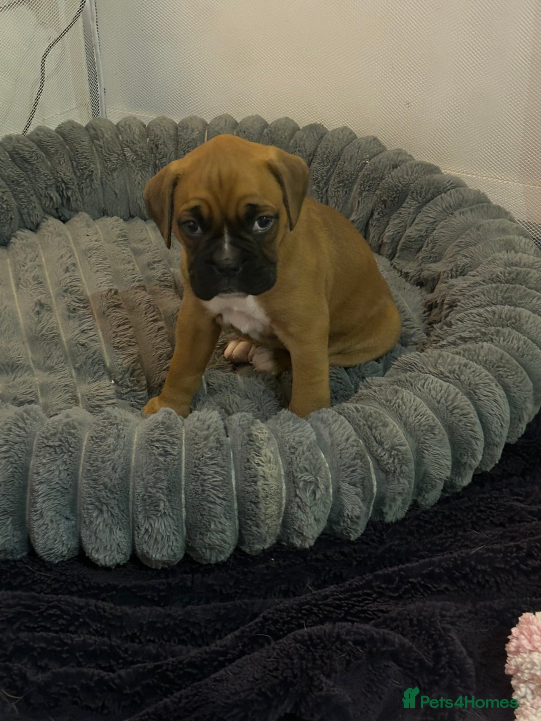 Boxer dogs for sale: Boxer puppy female - Advert 1