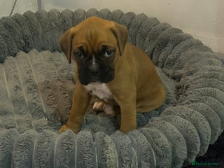Boxer dogs Boxer puppy female - Advert 1