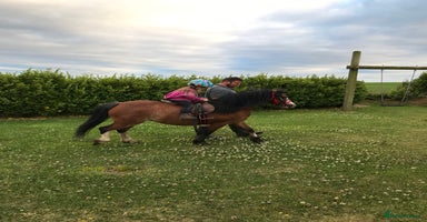 Welsh Section A horses - Advert 8