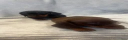 Miniature Dachshund dogs for sale: Miniature dachshunds  - Advert 28