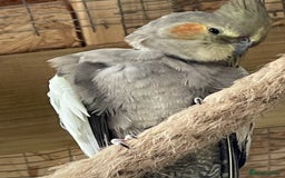 Cockatiels birds for sale: Cocatiels x6 - Image 1