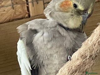 Cockatiels birds - Advert 6