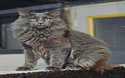 Maine Coon cats for sale: Gccf fully health tested entire male kitten - Image 3